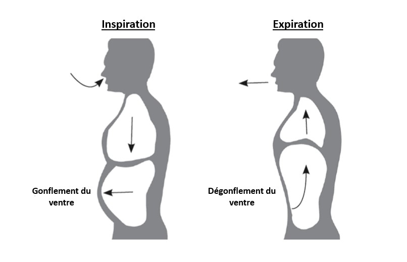 image7 schéma montrant la respiration par le ventre