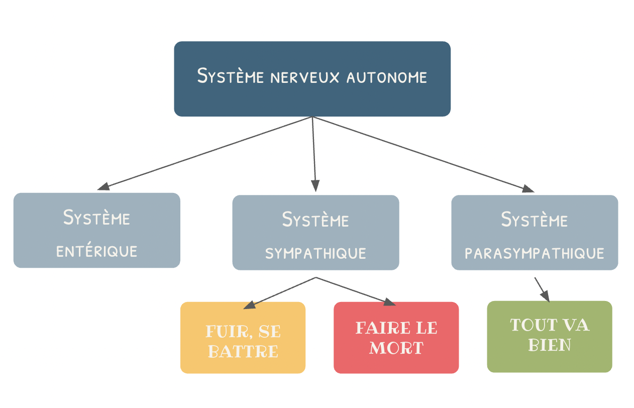 Screenshot 2025-05-10 at 18.15.27 Fonctionnement du système nerveux