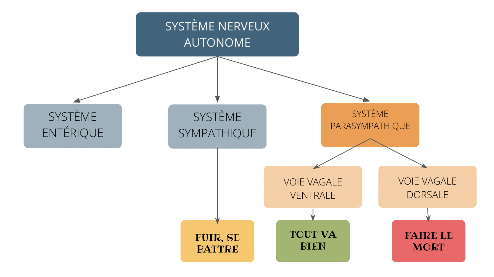 Screenshot 2025-05-10 at 18.20.51 Fonctionnement du système nerveux d'après Porges et la théorie polyvagale